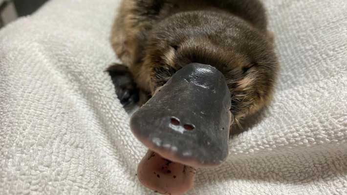 platypus